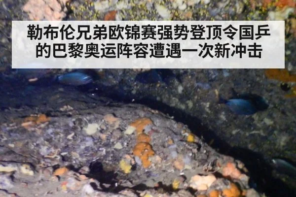 勒布伦兄弟欧锦赛强势登顶令国乒的巴黎奥运阵容遭遇一次新冲击
